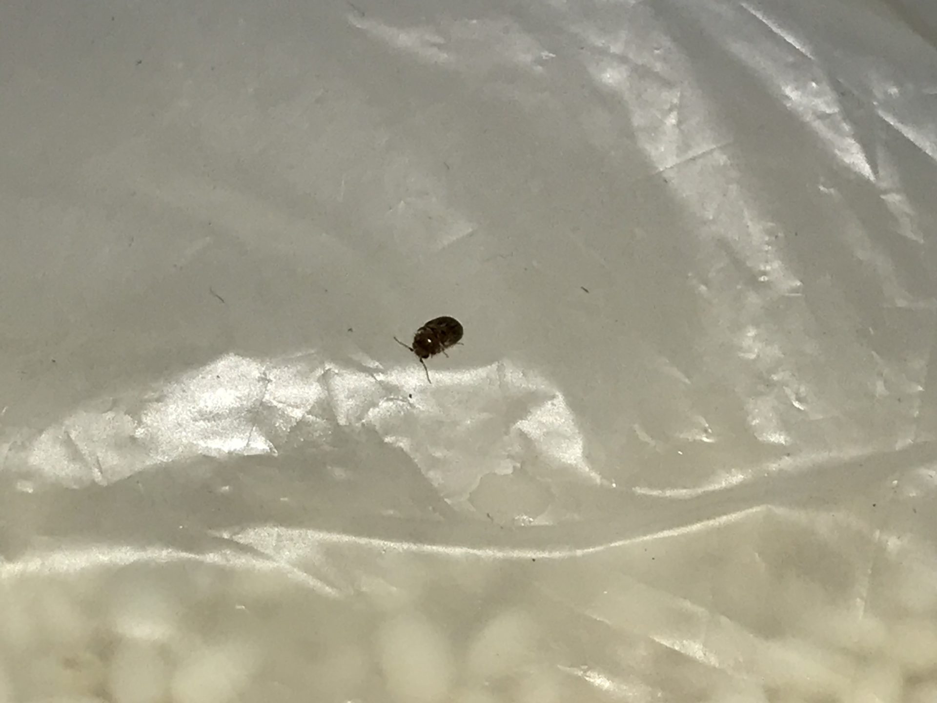 シバンムシによる食害の予防 駆除対策について 夏に大量発生 コアログ