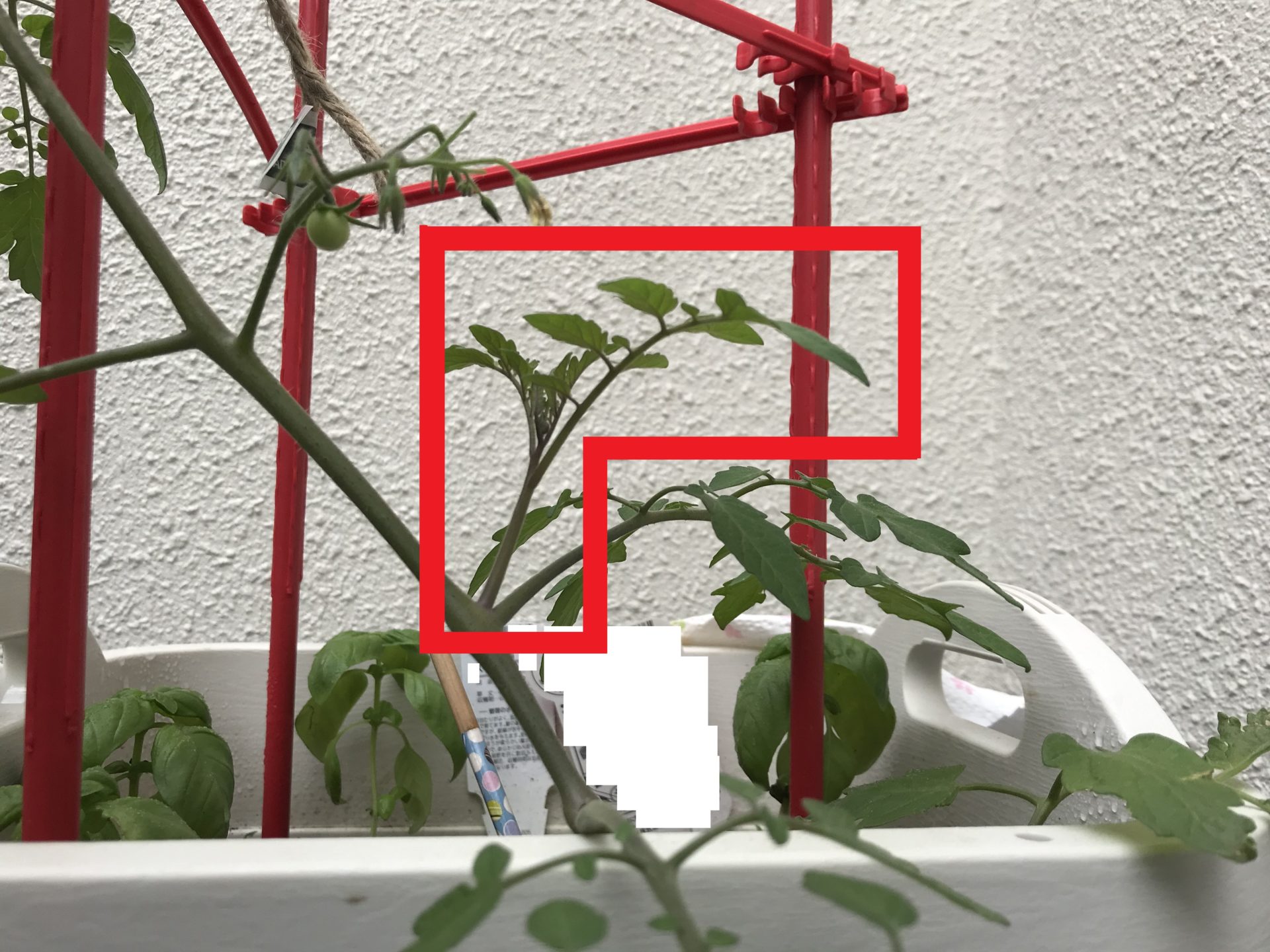 ミニトマトの脇芽かきとは 失敗しない方法 と 脇芽の見分け方 など コアログ