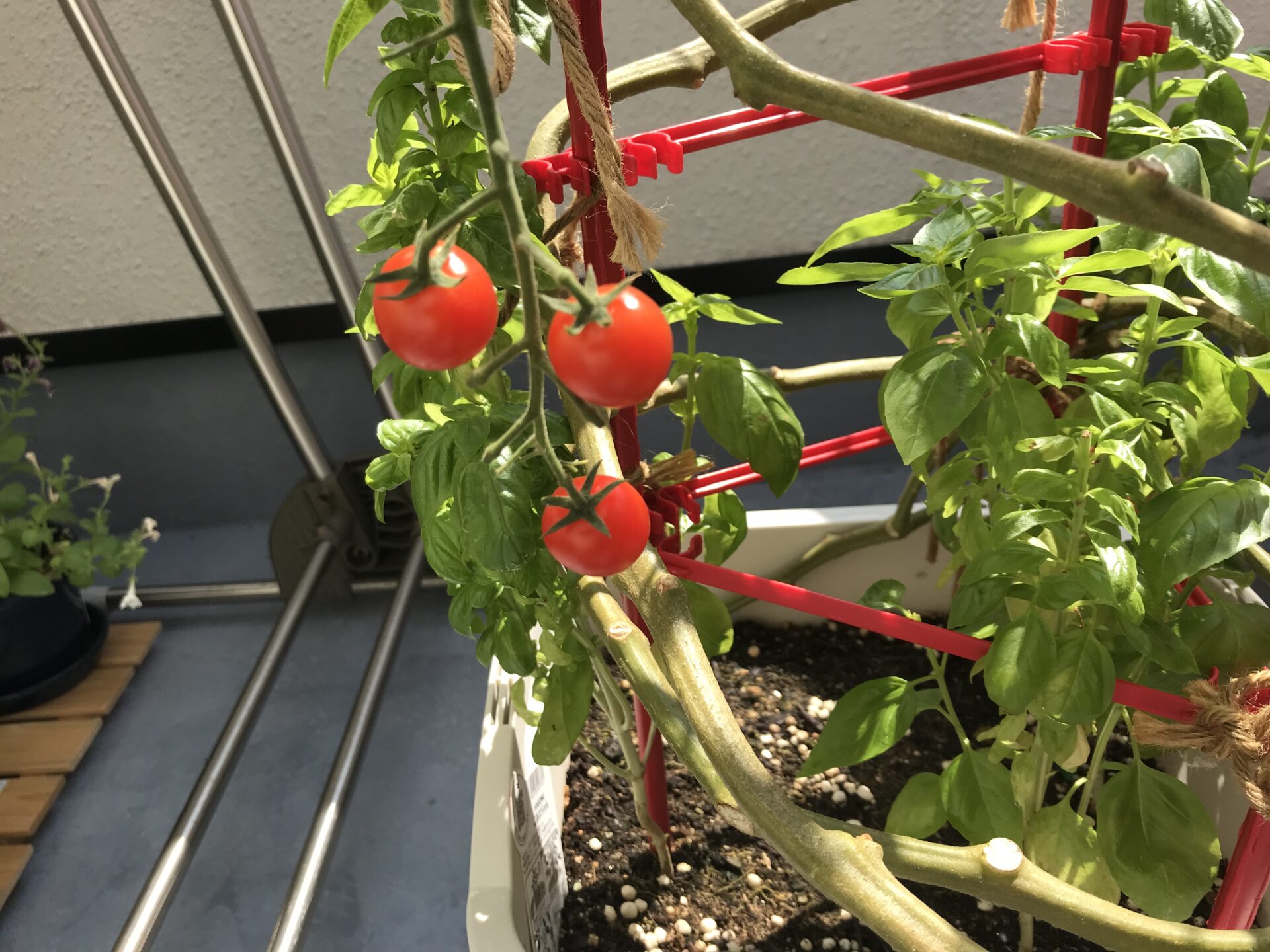 収穫量を上げるミニトマトの栽培方法まとめ１ プランター植え付け方法など コアログ