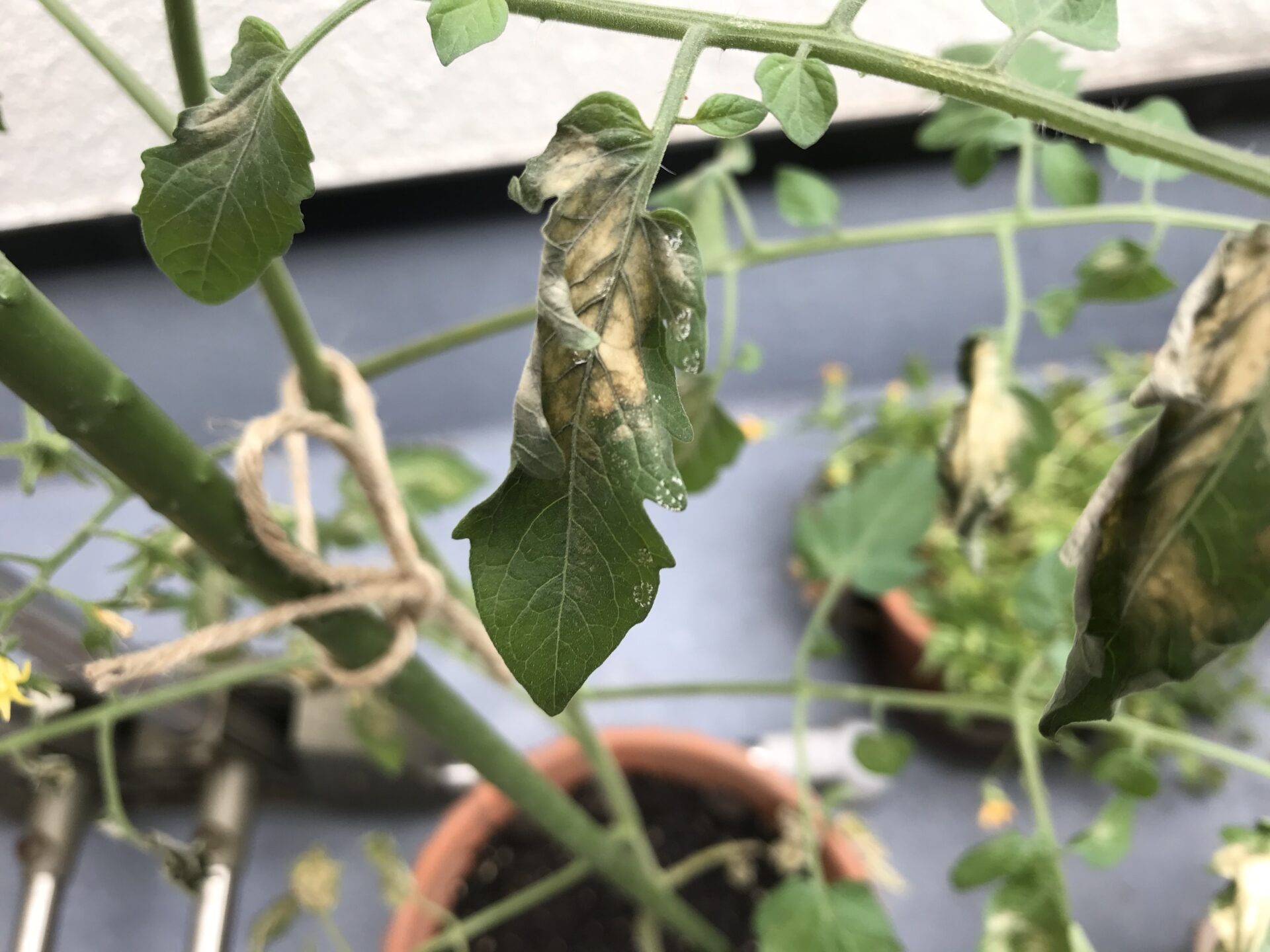 ミニトマトのうどんこ病の対策とは 重曹スプレー 重曹水の水やり コアログ